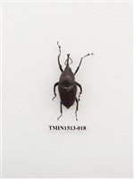 藏品(象鼻蟲科)的圖片